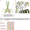 Figure 7—figure supplement 1.