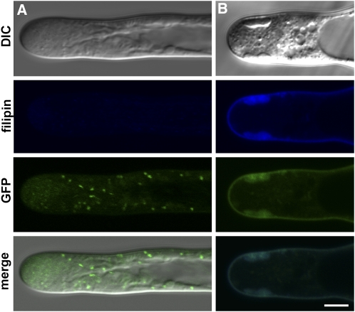 Figure 11.