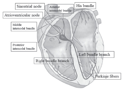 Fig. (1)