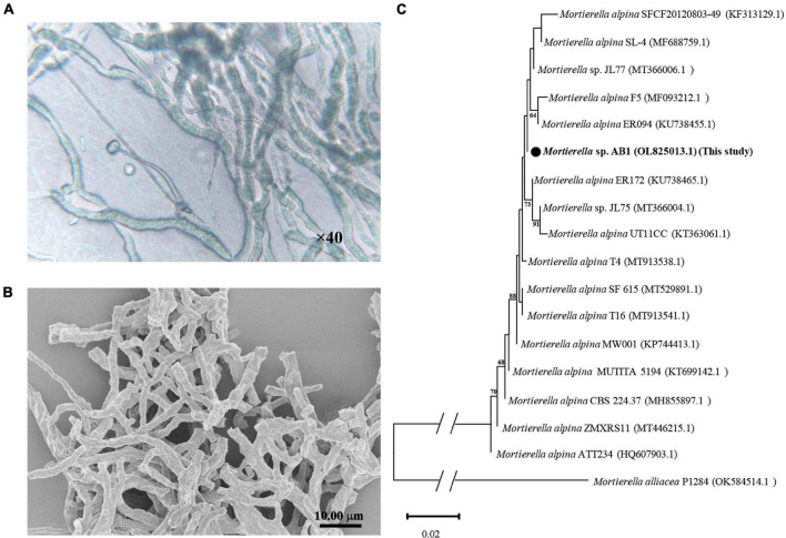 FIGURE 1