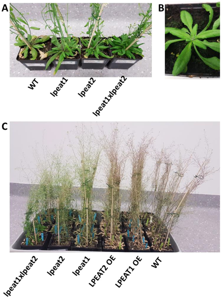 Figure 11