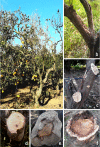 Fig 1
