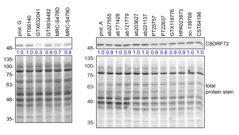 Figure 3—figure supplement 1.