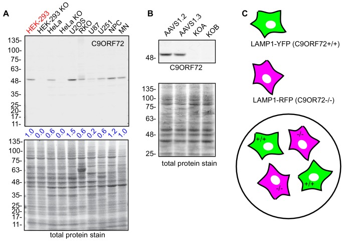 Figure 4—figure supplement 3.