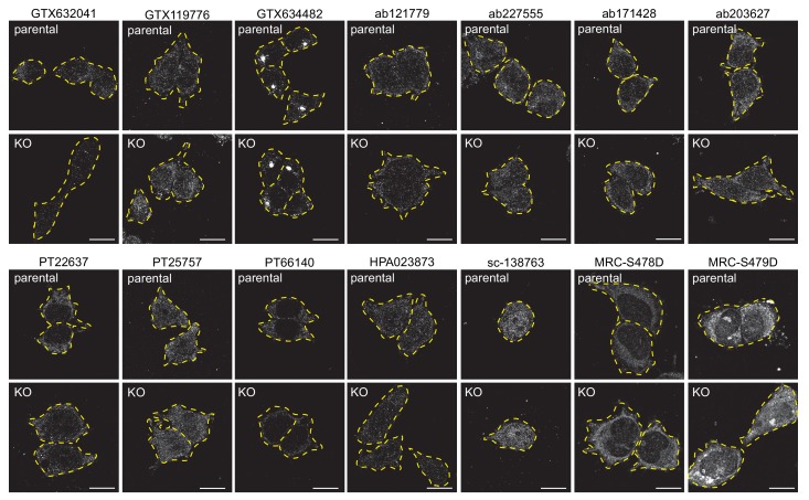 Figure 4—figure supplement 2.