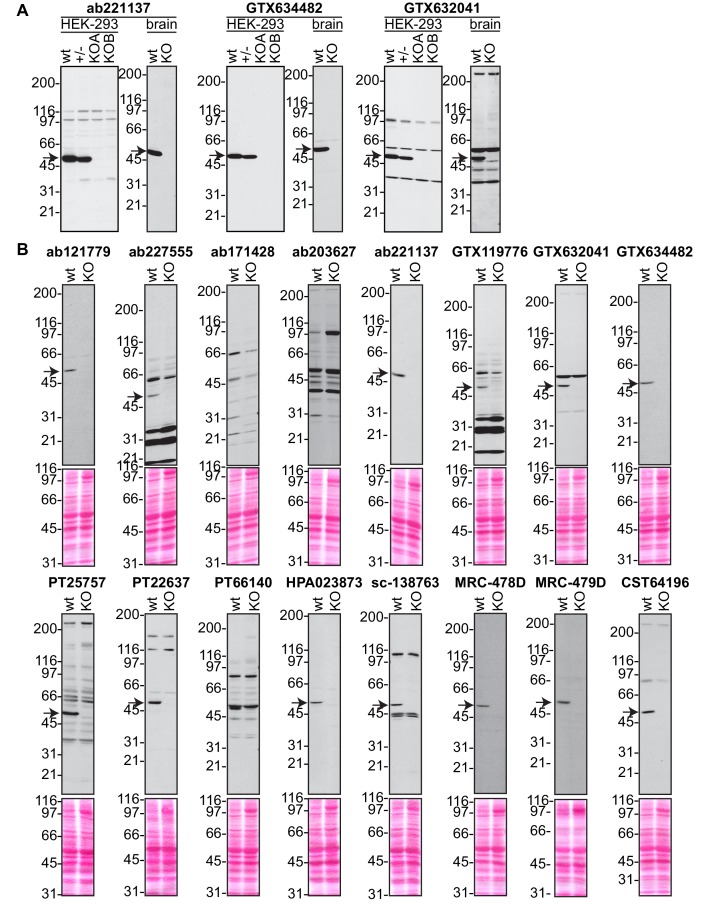 Figure 2—figure supplement 1.