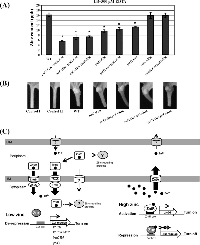 FIG 6