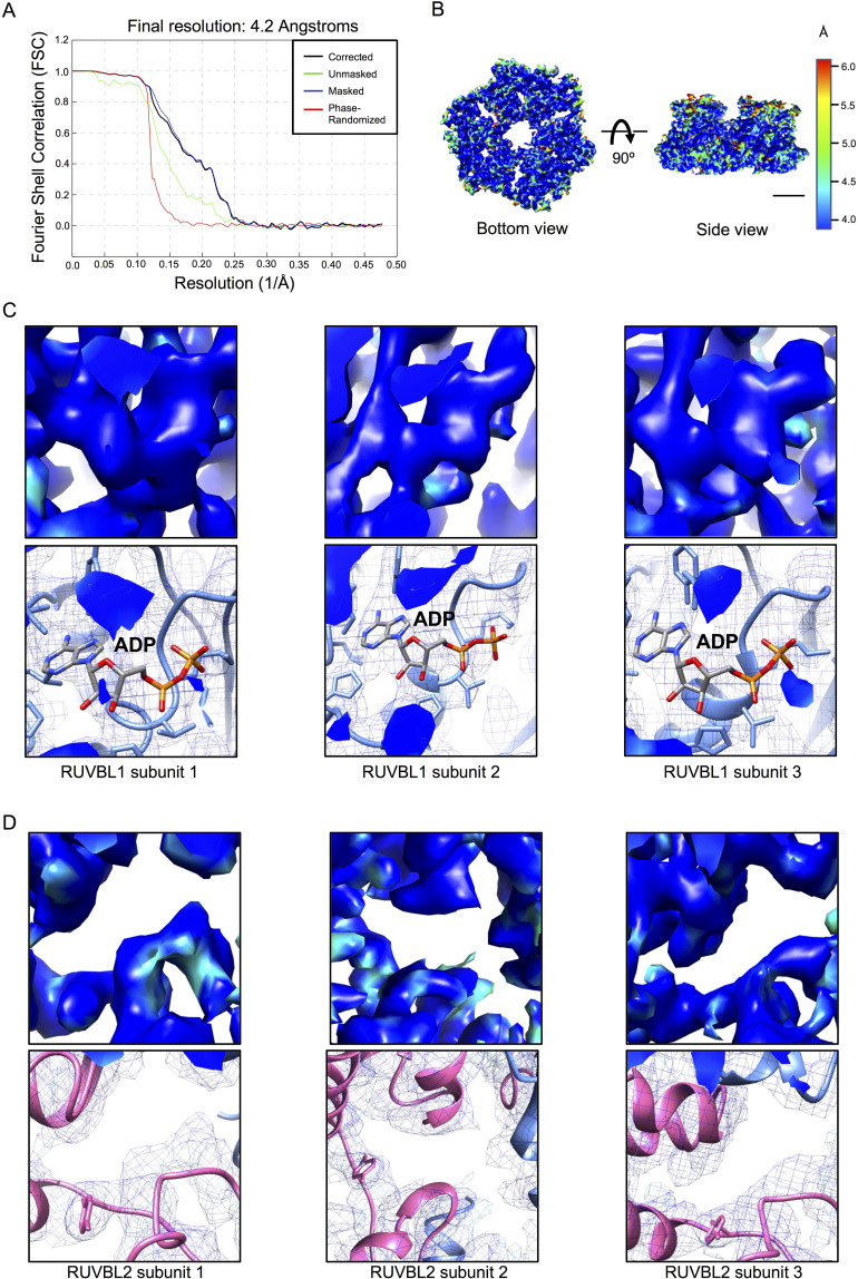 Figure 3—figure supplement 1.