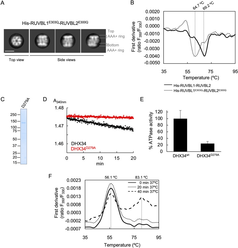 Figure 5—figure supplement 1.