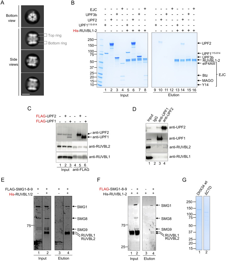 Figure 1—figure supplement 1.