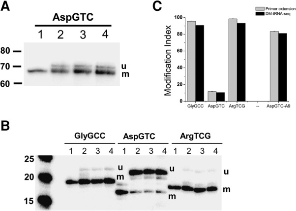 FIGURE 4.