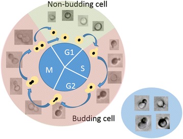 Fig. 2