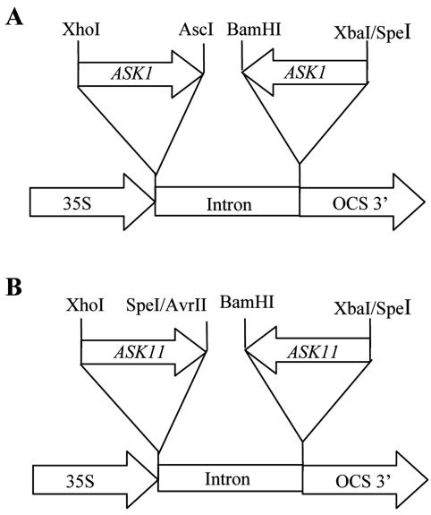 Figure 9.