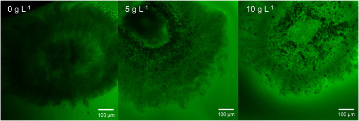 FIGURE 11