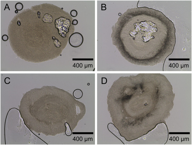 FIGURE 10