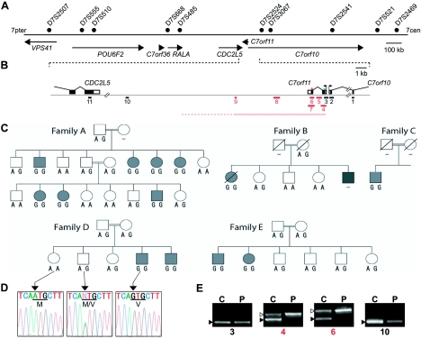 Identification of C7orf11 (TTDN1) Gene Mutations and Genetic ...