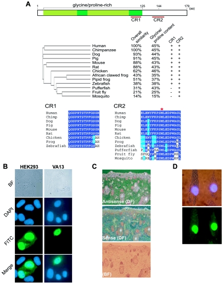 Identification of C7orf11 (TTDN1) Gene Mutations and Genetic ...