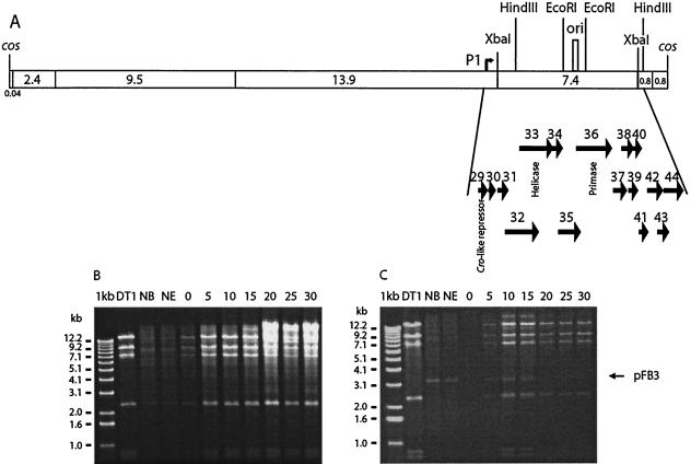 FIG. 1.