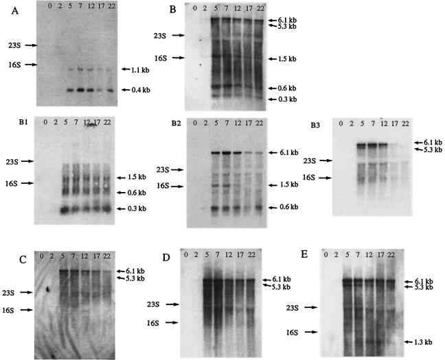 FIG. 2.