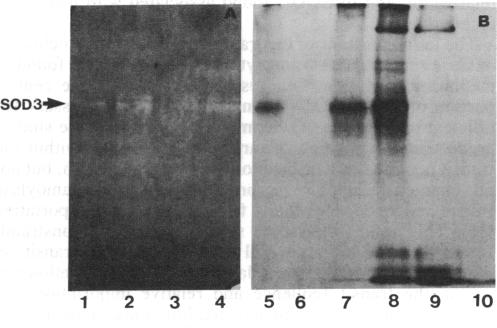 graphic file with name pnas00250-0104-a.jpg