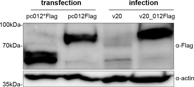 FIG 3