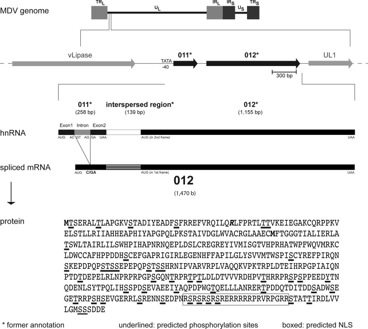 FIG 1