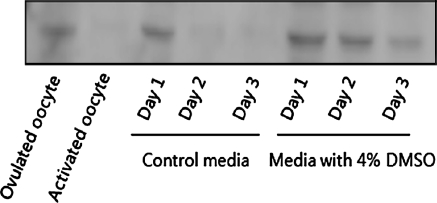 Fig. 5