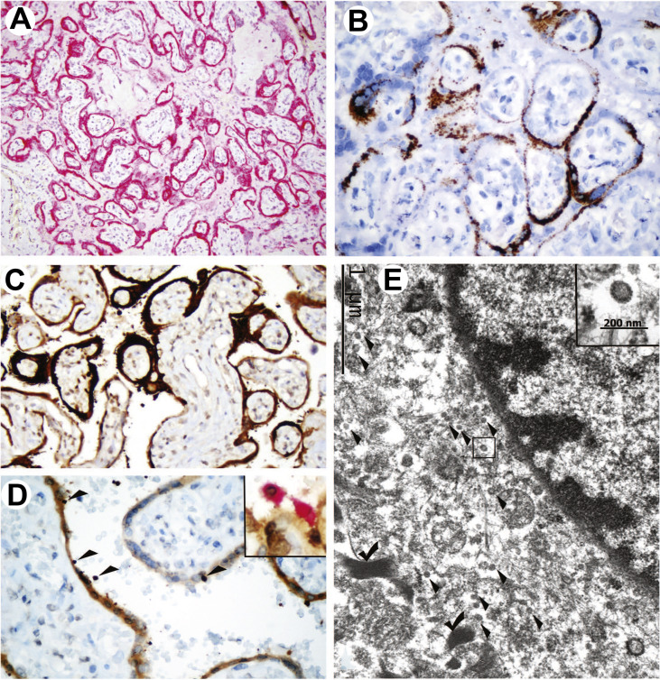 Fig. 2