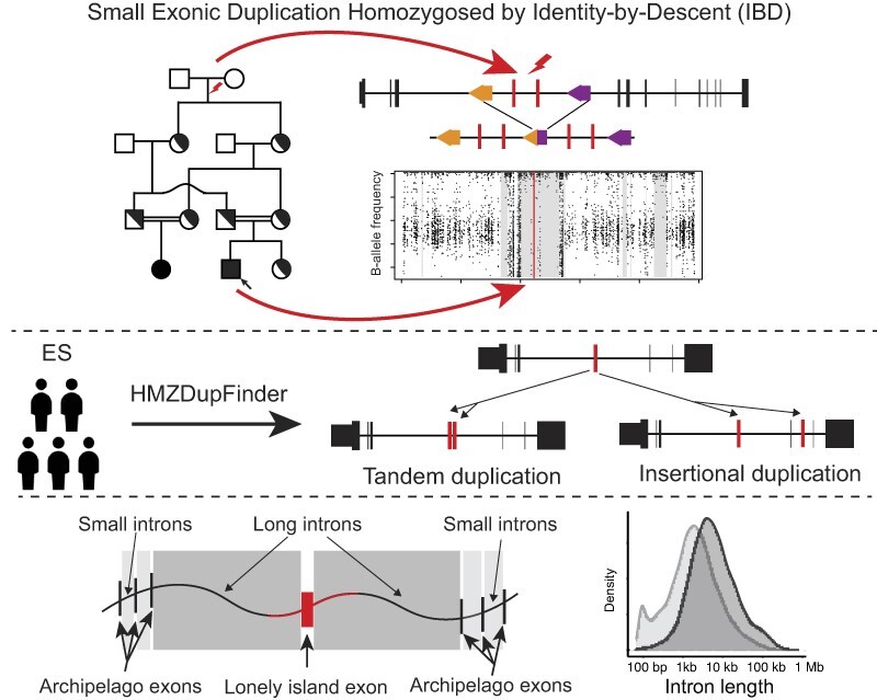 Graphical Abstract