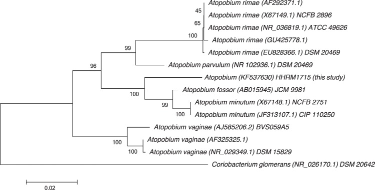 Sepsis with an Atopobium-Like Species in a Patient with Fournier's ...