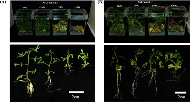 Figure 4. Plantlets from the most tolerant S. lycopersicum ‘Rutgers’ (A) and a wild accession S. peruvianum line 0043-1(B). Shoots were cultured on media supplemented with three different concentrations of NaCl (100, 200 or 300 mmol L−1) and compared with the control (no NaCl).