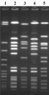 FIG. 1.