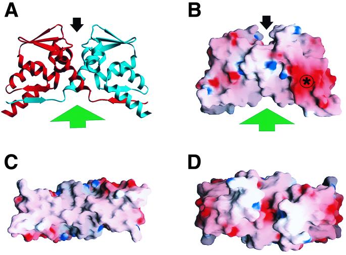 FIG. 1