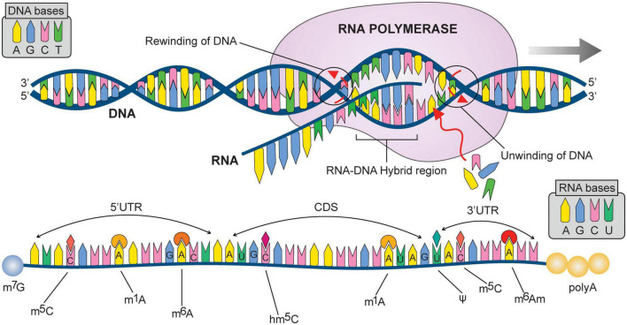 FIGURE 4