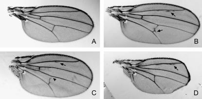 Figure 4.—