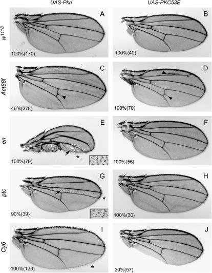 Figure 2.—