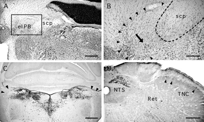 Fig. 9.