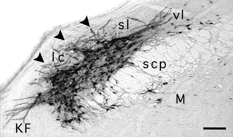 Fig. 10.