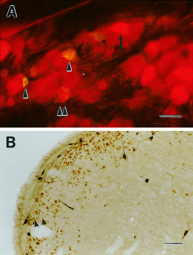 Fig. 8.