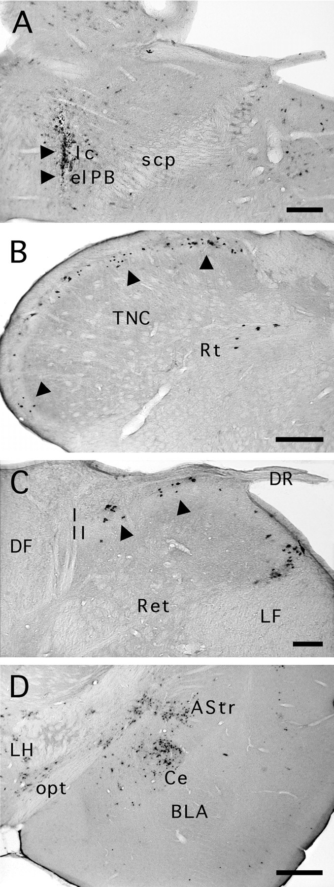 Fig. 11.