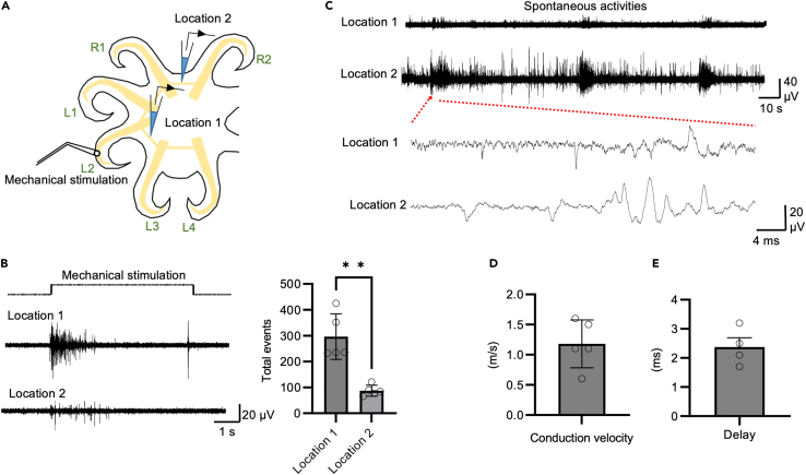 Figure 6