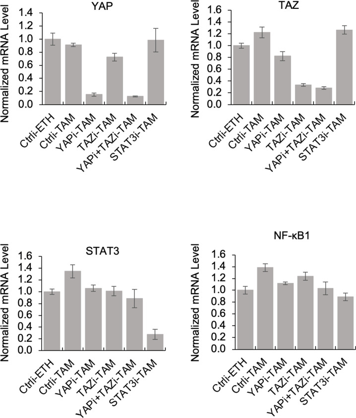 Figure 2—figure supplement 1.