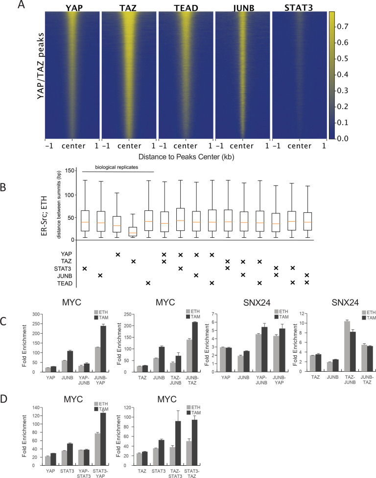 Figure 5—figure supplement 1.