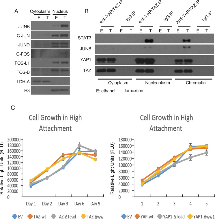 Figure 3—figure supplement 1.