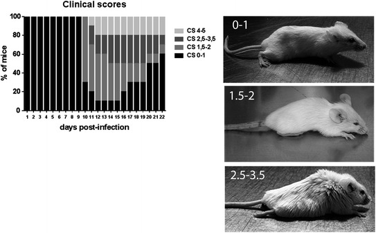 Fig. 2