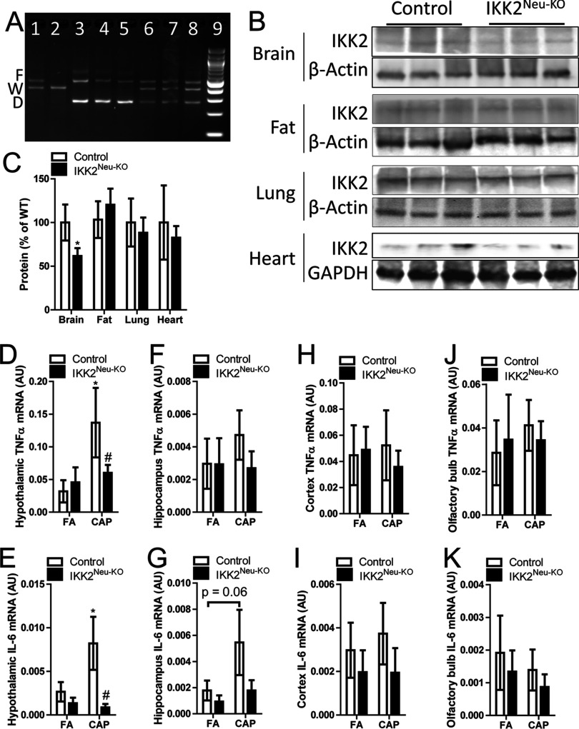 Figure 1A is a PCR assay. Figure 1B is a Western blot showing the protein expression in brain, fat, lung, and heart tissues from male control mice and IKK2 super Neu KO mice. Figure 1C is a stacked bar graph with standard deviation plotting protein expression (percentage of WT) (y-axis) in brain, fat, lung, and heart tissues (x-axis) from male control mice and IKK2 super Neu KO mice. Figures 1D to 1K are stacked bar graphs with standard deviation plotting hypothalamic TNF alpha mRNA (AU), hypothalamic IL 6 mRNA (AU), hippocampus TNF alpha mRNA (AU), hippocampus IL 6 mRNA (AU), cortex TNF alpha mRNA (AU), cortex IL 6 mRNA (AU), olfactory TNF alpha mRNA (AU), and olfactory IL 6 mRNA (AU), respectively (y-axis), from male control mice and IKK2 super Neu KO mice as exposed to CAP and FA (x-axis).