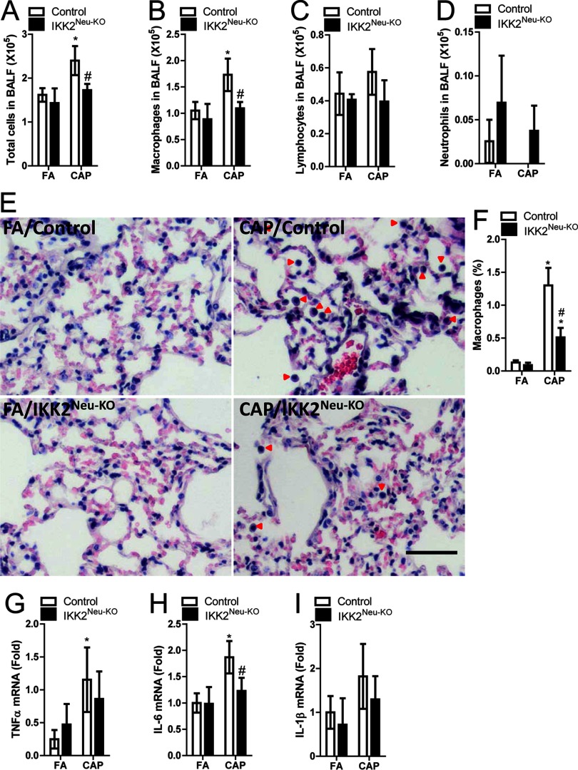 Figures 2A to 2D are stacked bar graphs with standard deviation plotting total cells in BALF (times 10 super 5), macrophages in BALF (times 10 super 5), lymphocytes in BALF (times 10 super 5), and neutrophils in BALF (times 10 super 5), respectively (y-axis), from male control mice and IKK2 super Neu KO mice as exposed to CAP and FA (x-axis). Figure 2E is a photomicrograph showing macrophages. Figures 2F to 2I are stacked bar graphs with standard deviation plotting percentage of macrophages, TNF alpha mRNA (fold), IL 6 mRNA (fold), and IL 1 beta mRNA (fold), respectively (y-axis), from male control mice and IKK2 super Neu KO mice as exposed to CAP and FA (x-axis).