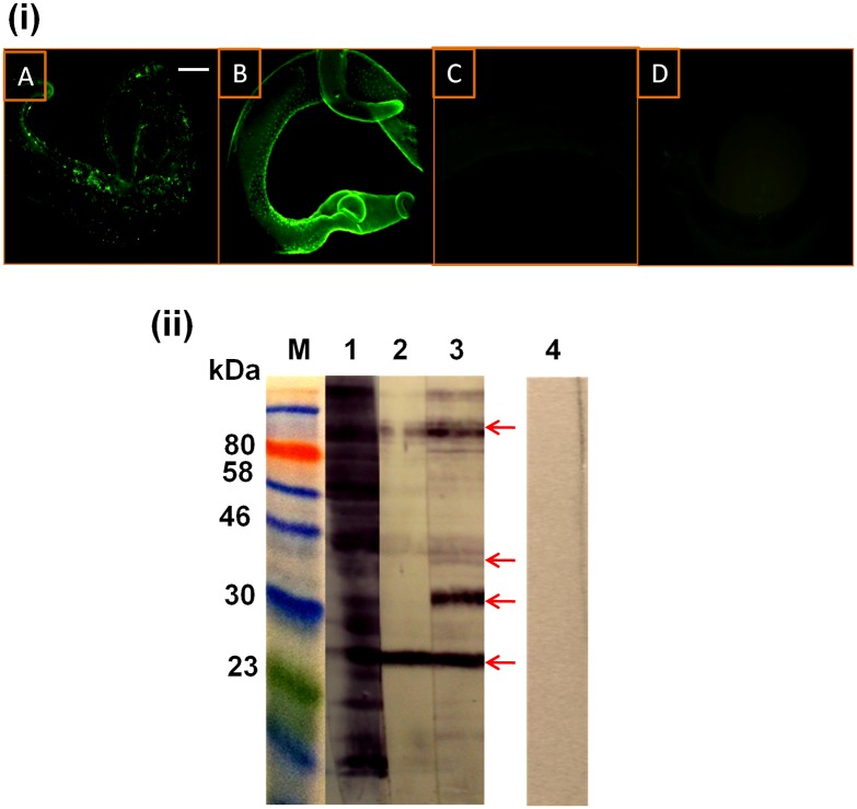 Fig 4