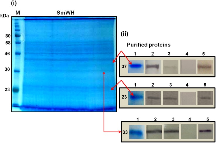 Fig 5