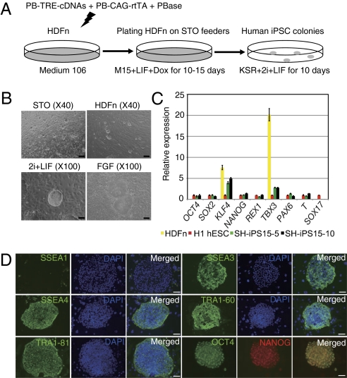 Fig. 4.